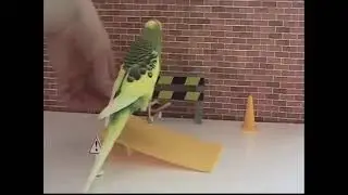 Дрессированные ВЕСЕЛЫЕ ПОПУГАИ