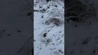 Фазаны кормятся на наших кормушках)