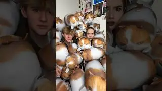 Много котиков не бывает!!!🐈