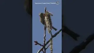 What does the siskin bird eat 