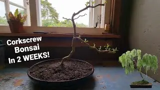 Weeping Willow Bonsai Tree in only 2 Weeks?