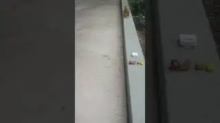 Squirrel video short /What do squirrel like to eat?