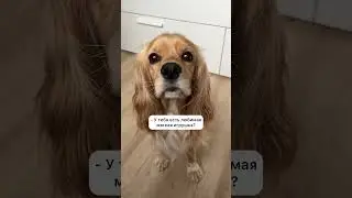 Самая любимая мягкая игрушка моей собаки