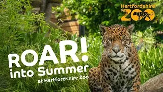 Roar into Hertfordshire Zoo this Summer! ☀️