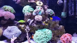Новички в нано баночке / pomacentrus caeruleus