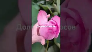 Долина лотосов #витязево #rose #flowers #море #garden #beach #анапа #цветы #mare #розы