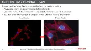 Jason Kilgore - Five steps for publication-quality fixed-cell imaging the first time