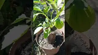 Tomatillos Physalis Ixocarpa