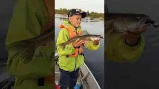 Судак на огромную приманку😲 #fishing #рыбалка #судак #джиг #спиннинговаяловля #топ #рекомендации