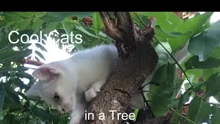 Cool Cats - In a Tree