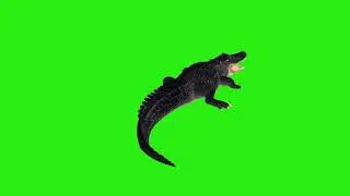 Green Screen Crocodile Chroma Key Footage VFX VIDEO