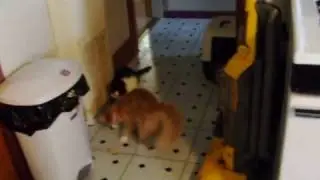 Two Cats Chasing Motorized Toy.AVI