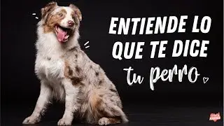 HABLA CON TU PERRO