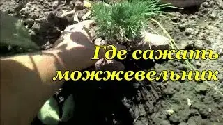 Где сажать можжевельник. Правильно выбираем место. Часть 2.