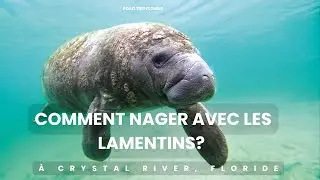 Road trip Floride, Comment nager avec des Lamentins à Crystal River