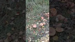 ВЕСЕЛЫЕ ГРИБОЧКИ....