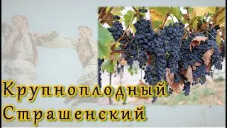 Страшенский виноград