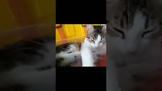 Kedidir Kedi 🐱‍💻🐱‍👓😍 CUTE CAT