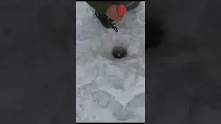 Форель на пастовушки истэтика зимней ловли