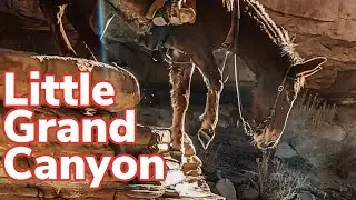 Riding Mules In The Little Grand Canyon