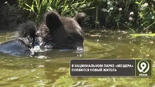 В национальном парке «Мещера» появился новый житель. 9 телеканал Рязань.