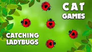 Ladybugs! Entertainment game for cats!!!