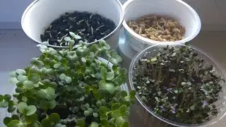 ❤🏡Микрозелень  Проблемы и ошибки выращивания!