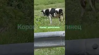корова далматинец