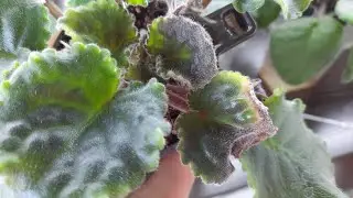 Чернеют и Сохнут листья на фиалке. Что делать?