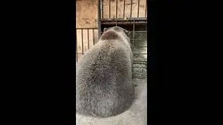 Обустройство второй берлоги для Мансура😎🐻 Прямой эфир инстаграм @mansurbear 17.11.19
