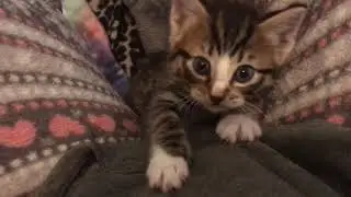 Kittens Are Always A Surprise & I Hate When Kittens Are Weaned Too Early