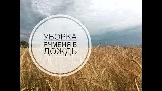 Уборка без дождя не уборка | Уборка ячменя 2019