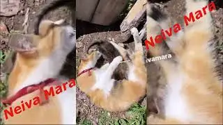 Cat Love with Son Neiva Mara | like share and Subscribe Youtube Channel #1