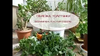 Krassula Денежное дерево Толстянка Обрезка