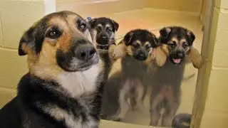 When Your Dog Is So Proud To Be a Mom 🤪 Funny Dog Videos 2025