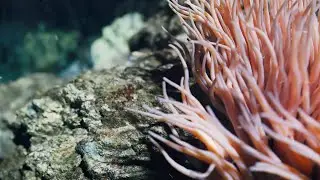 Anemone | 3dsmax x tyflow | File on Patreon