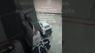 Путешествие на Ямал за нашими ненецкими лаечками