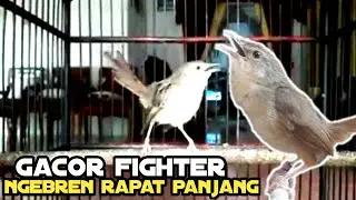 Ciblek Gunung Ngebren Panjang ❗️❗️❗️ Masteran Cigun Ngebren Panjang Rapat