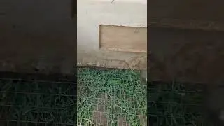 Когда из покупного яйца вывелся не тот, кого ждали