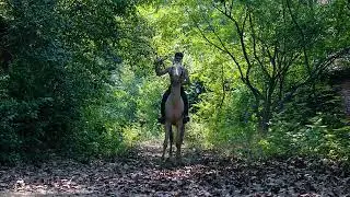 399  Beautiful horse   Smart horse ride