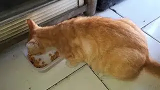 The Current Condition Of The Orange Cat | Update Stray Cats & Feral Cats