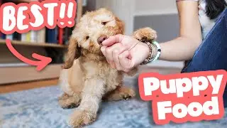 HOW TO FEED A PUPPY 👉 Everything you need to know!