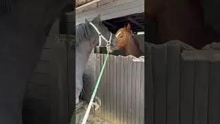 Not many stallions and geldings get along like these 2 do 