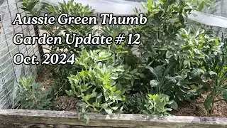 Garden update- hats, tomatoes netting, broad beans, hydroponic towers
