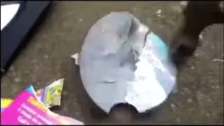 (Bad Quality Reupload) I Destroy a Dora DVD