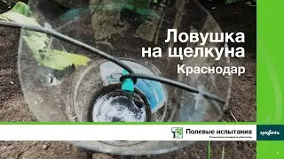 Ловушка на щелкуна, Краснодар