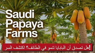 البابايا: هدية الطبيعة من الطائف لعلاج الهضم وتعزيز المناعة