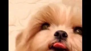 Teasing Shih Tzu dog Lexi