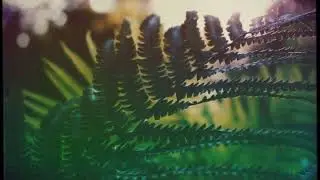 Everyway- Somehow