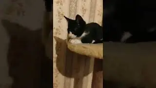Кошечка Машенька ищет дом. СПБ)